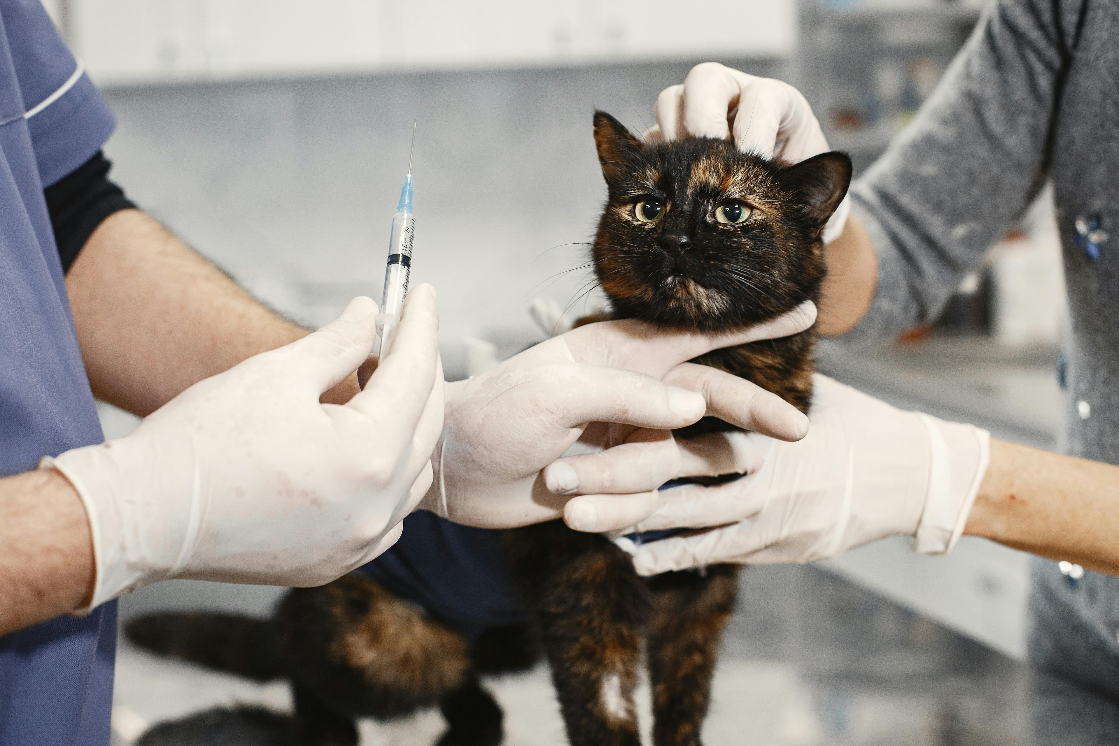 Managing Your Cat's Vaccination Records Made Easy with PawTrack