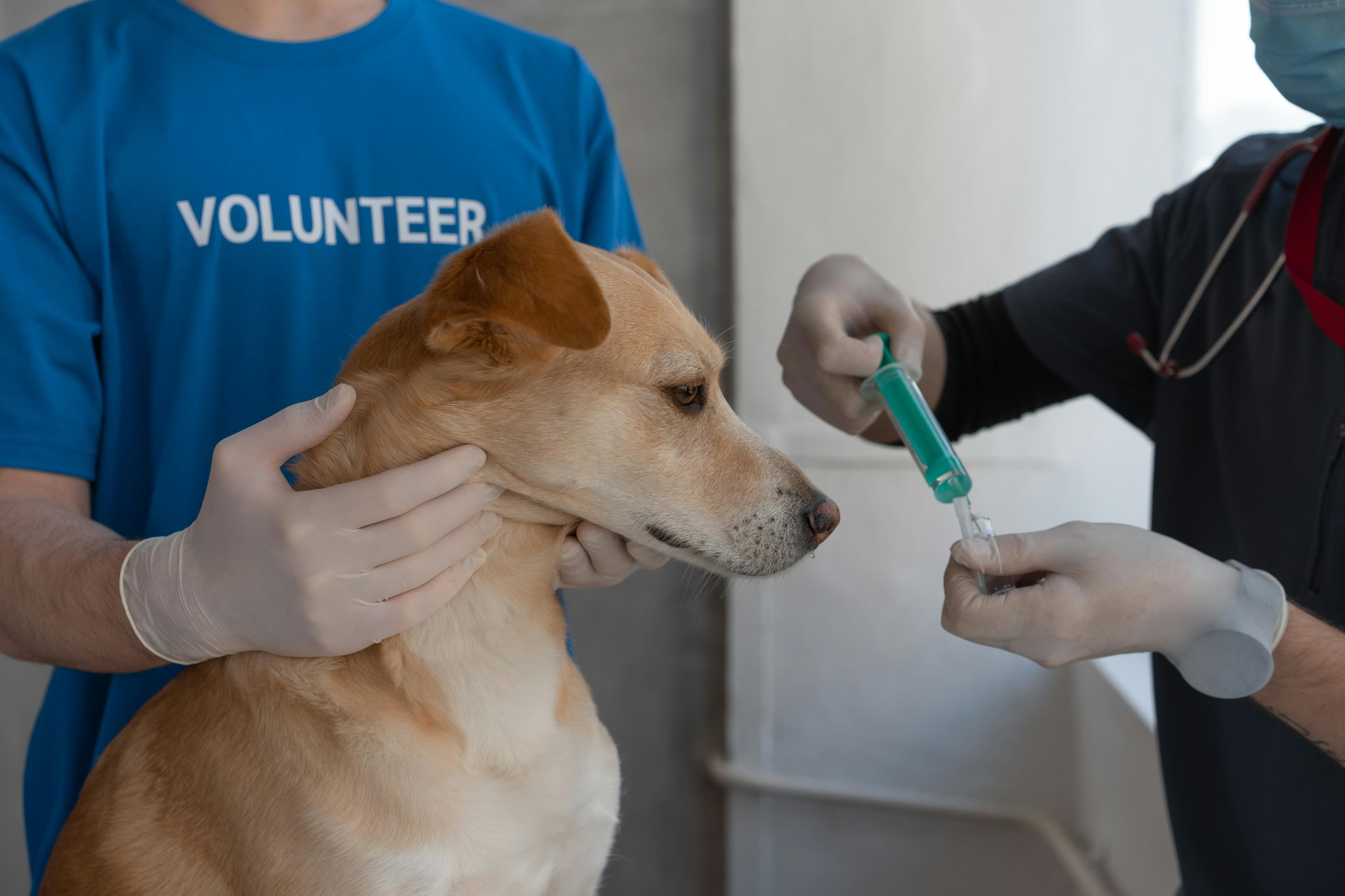 Managing Your Dog's Vaccination Record Made Easy with PawTrack