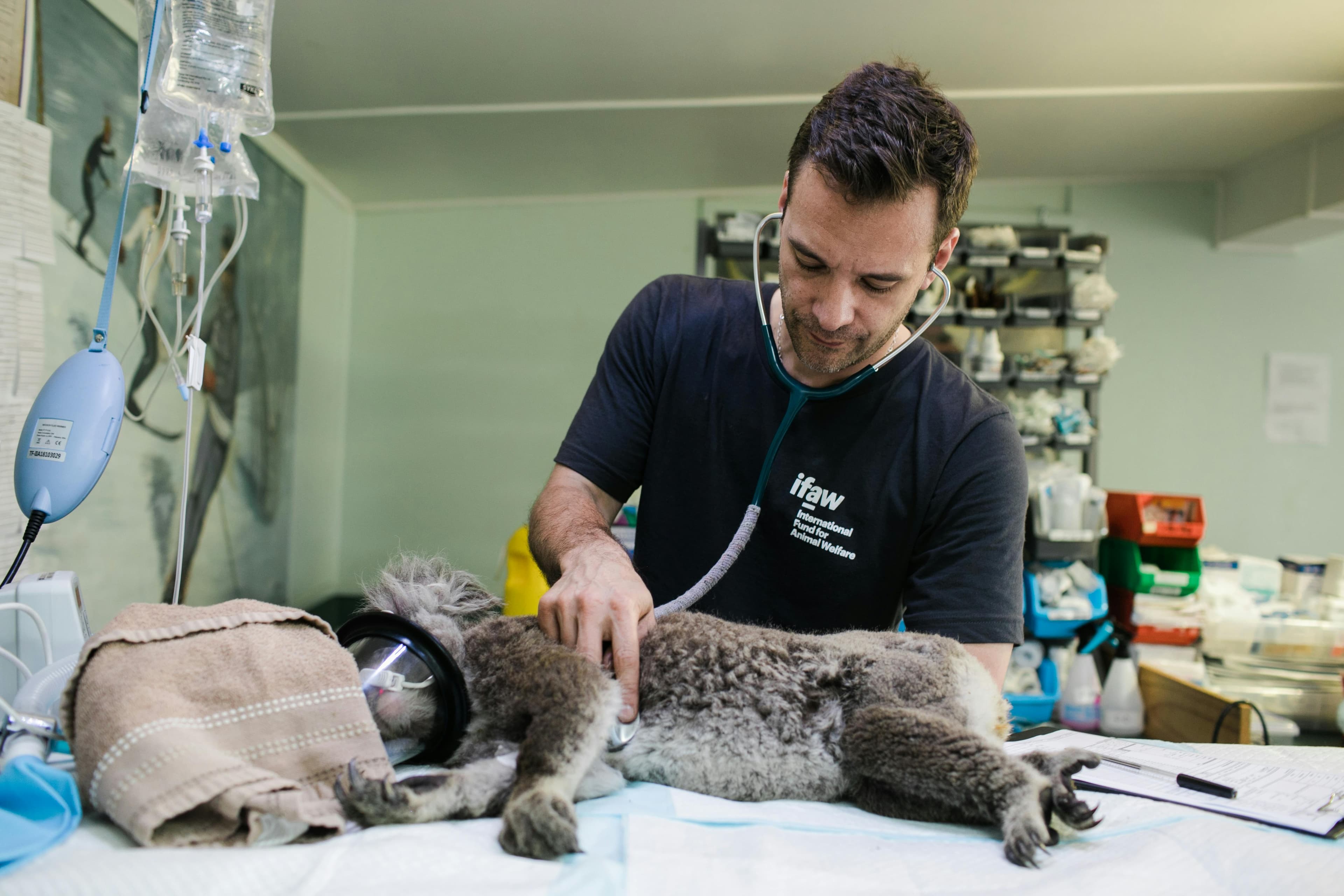 Finding the Best Veterinarian Near You: A Step-by-Step Guide